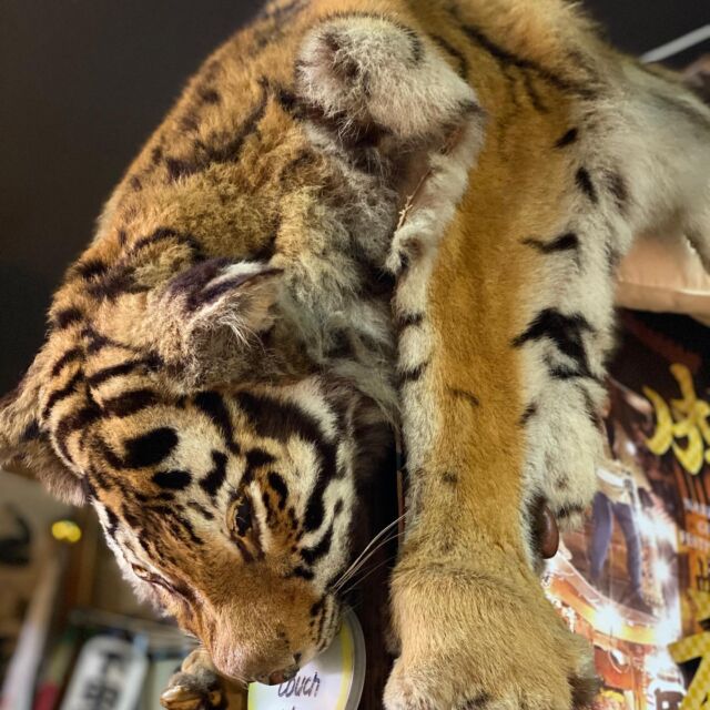 今日の虎  薬局内のどこかに虎ちゃんがいます🐯
虎の骨は虎骨（ココツ）という生薬になります。
虎骨酒という有名な薬酒に使用されております。（今は輸入も販売もできませんが、昔は日本でも販売されていました）
リウマチなどに効果があると言われています。  #下田康生堂 
#成田山 
#漢方薬局 
#漢方 
#漢方薬
#表参道
#成田市
#不妊症 
#虎 
#中国
#虎骨酒 
#中薬
#中国好き
#中药
#中医学